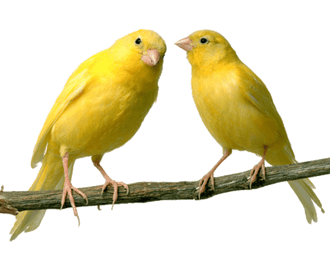två gula fåglar 